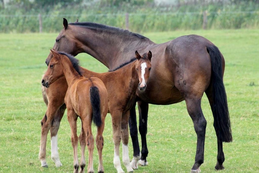 cavalos