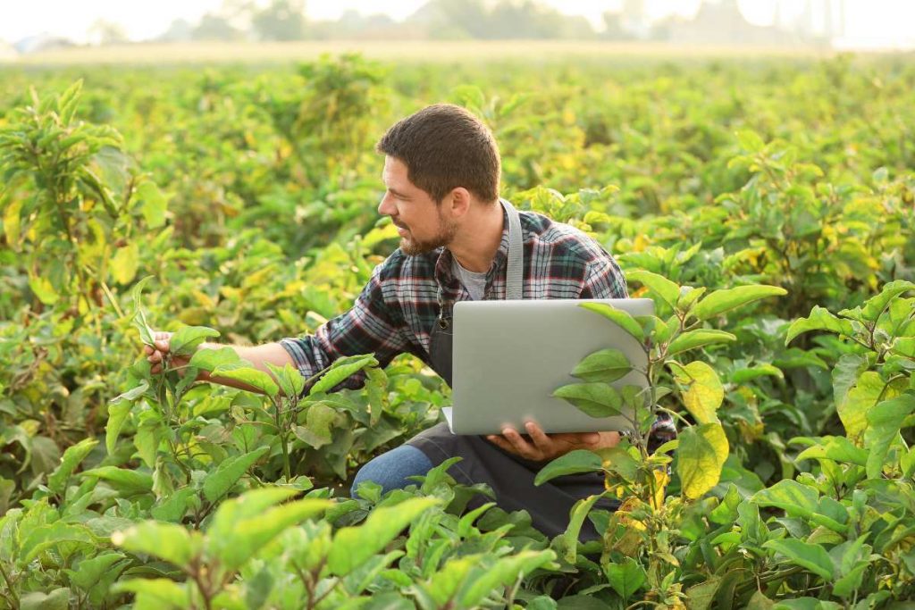 agronomia e agropecuária