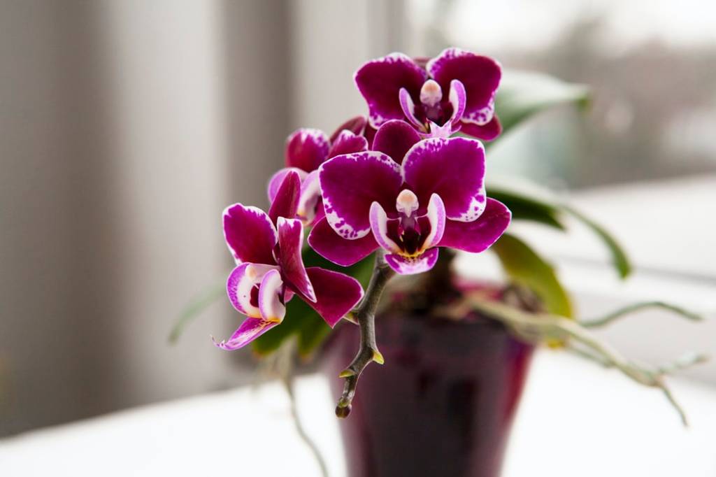 Dicas Infalíveis para Orquídeas Mais Saudáveis